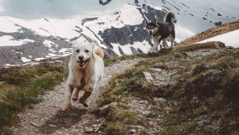 Против нападения собак на людей нашли защиту в Макаровском районе