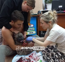 Домашняя собака едва не погибла из-за отсутствия дежурных ветклиник в Южно-Сахалинске