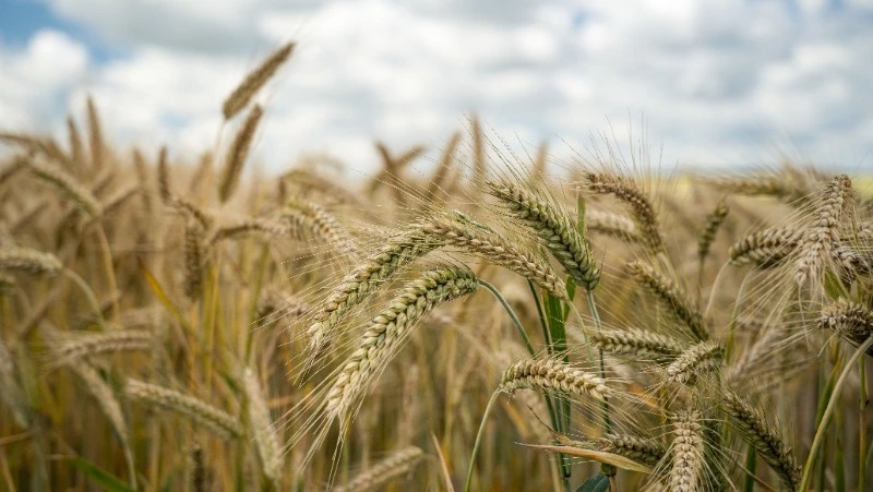 Фермер из Углегорска получил первый урожай зерновых