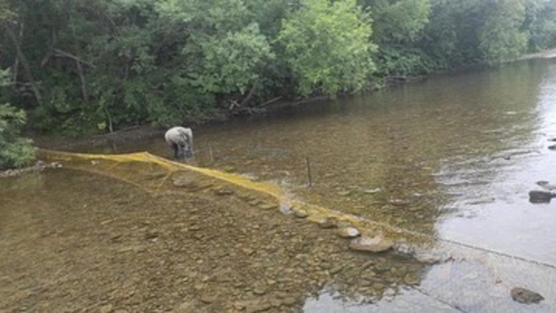 Нерестовую реку перекрыли браконьеры на юге Сахалина