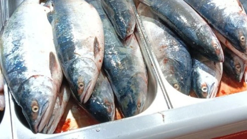 На рынках Южно-Сахалинска появилась горбуша