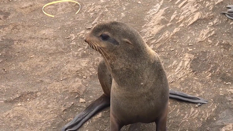 Спасение сивучей от пластика в Охотском море сняли на видео