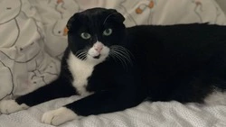 Кот, переживший ад: как восемь лет скитаний привели Витамина в любящую семью на Сахалине