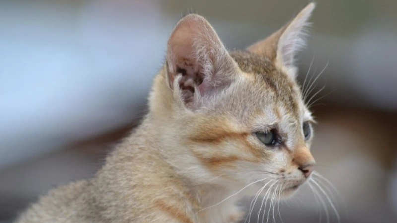 Студенты СахГУ проведут благотворительную ярмарку в помощь бездомным животным