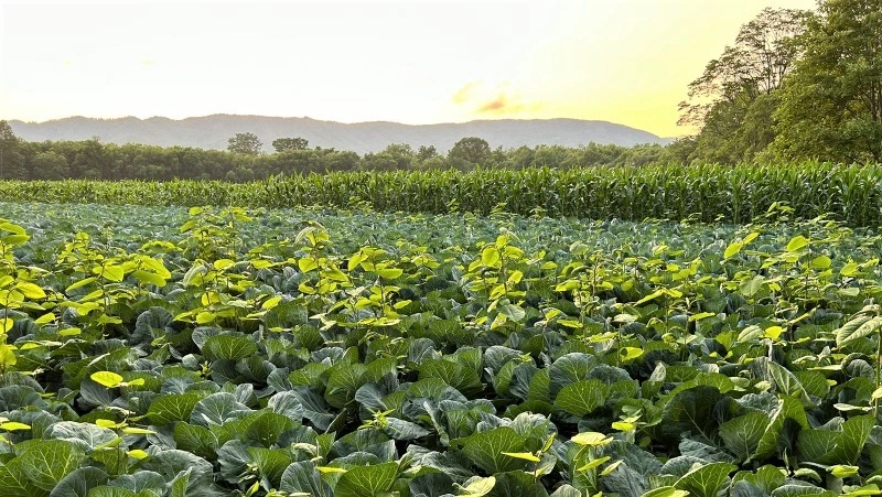 3 миллиона рублей получила сахалинка и создала фермерское хозяйство