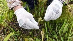 Фермы Natura Siberica на Камчатке и Сахалине прошли сертификацию по ГОСТу