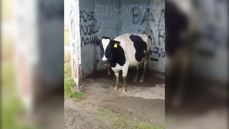 Сахалинец снял забавное видео с пятнистой телкой на автобусной остановке