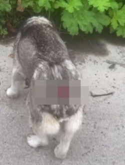 Соцсети: неизвестные вырвали псу хвост в Невельском районе