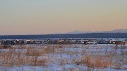 Глава рыбокомбината назвал плюсы проекта производства марикультуры в лагуне Буссе