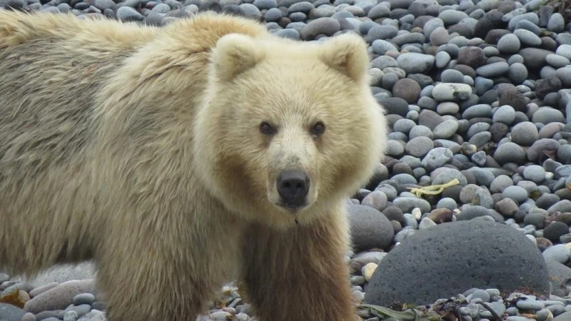 ПАЗЛЫ: Собери медведя-альбиноса