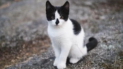 Подвал с кошками в Корсакове превратился в рассадник блох из-за сердобольной женщины