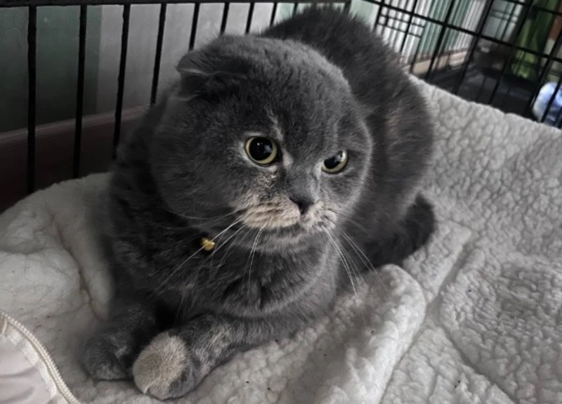 Мужчина подбросил породистую кошку приюту «Пес и Кот» в Южно-Сахалинске