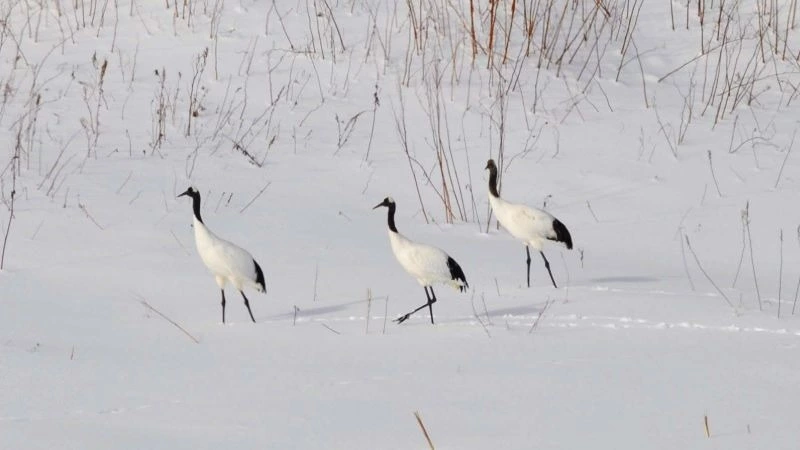 Японские журавли впервые остались на зимовку на острове Кунашир
