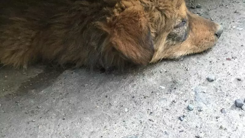 В сахалинском городе не получилось отловить собак и их отравили