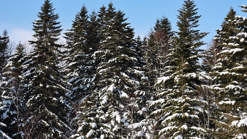 Замерзающего в лесу лыжника ищут вторые сутки на Сахалине