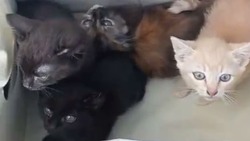 Неизвестные второй раз за неделю подкинули приюту на Сахалине коробку с животными 