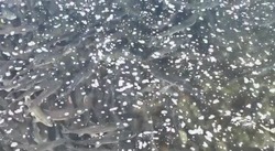 Водоем на Сахалине почернел от косяков горбуши на нересте