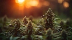 Житель Шикотана получил условный срок за мини-плантацию конопли