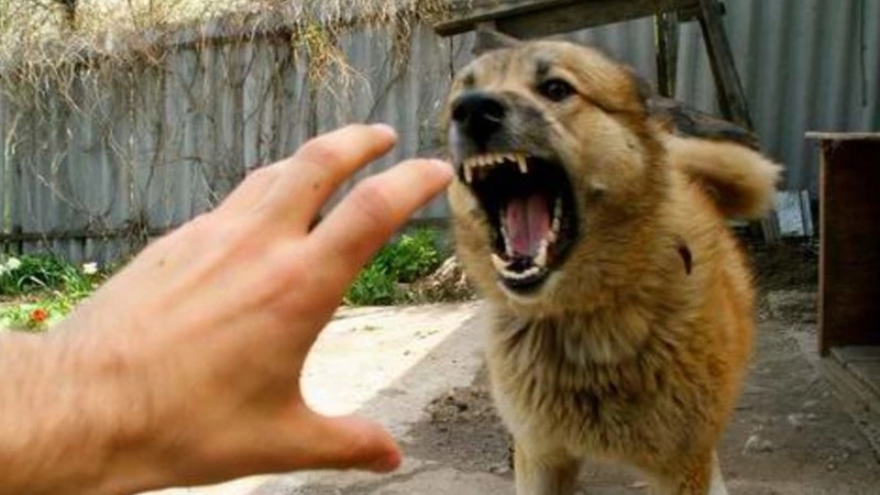 Житель сахалинского Поронайска пожаловался на бродячих собак