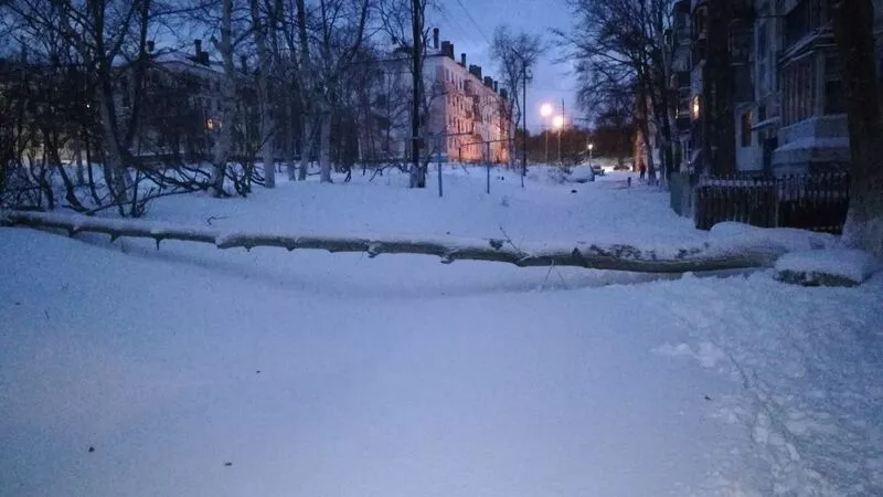 В Охе в одном из дворов упало огромное дерево