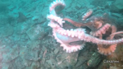 Романтичные объятия осьминогов удалось заснять дайверу на Сахалине