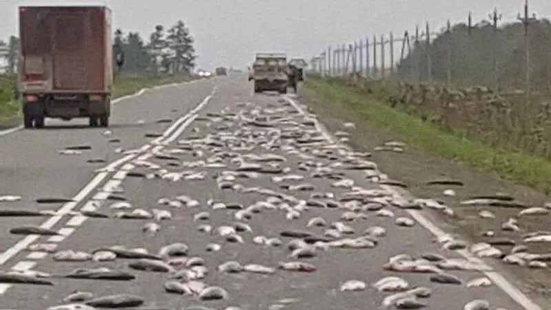 На Сахалине водитель грузовика потерял на трассе сотни крупных рыбин