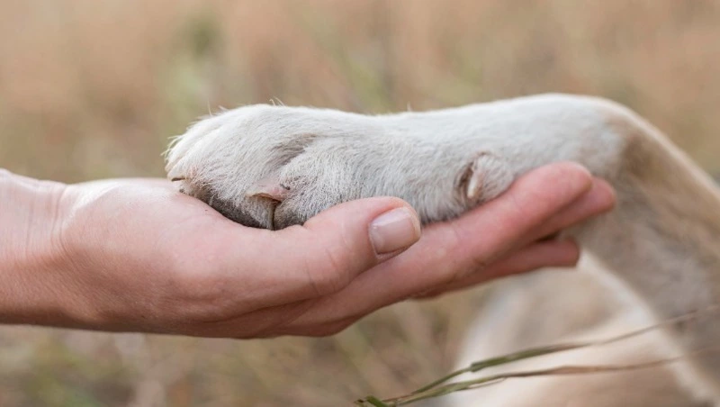 Акция «Добрые дела» нашла отклик в сердцах жителей Курильска