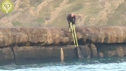 Повисшую на металлическом штыре самку сивуча спасли на Сахалине