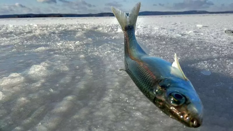 Орланы на Тунайче «разводят» сахалинских рыбаков на килограммы селедки