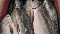 Рыбу по низким ценам привезли жителям трех районов Сахалина и Курил 15 сентября