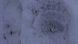 Они возвращаются: курильчане наткнулись на следы еще одного неспящего медведя