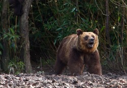 Как выжить при встрече с медведем: полезные советы сахалинцам