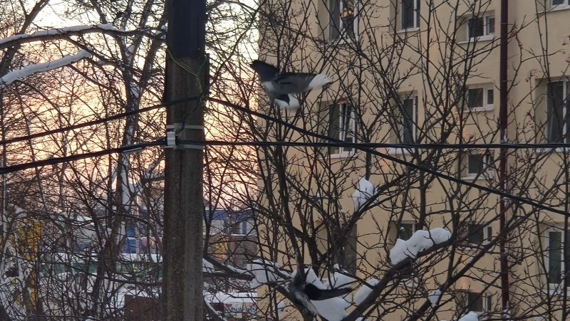 Новогоднее чудо: электрики спасли голубей на проводах в Южно-Сахалинске