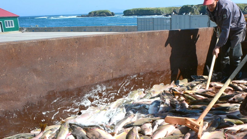 Легально ловить симу на Сахалине можно будет месяц
