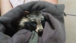 Щенка енотовидной собаки спасли от злого пса в Макарове