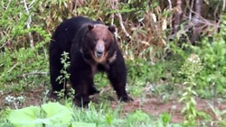 Большой медведь заинтересовался машиной курильчан возле Горячих Ключей