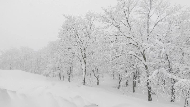 Жителей Сахалина и Курил предупредили о снегопаде 16 декабря