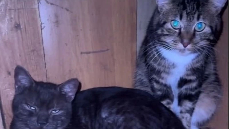 «Люди нас не слышат!»: приют «Пес и Кот» нуждается в посильной помощи земляков 