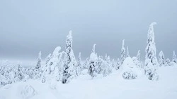 От легкого снежка до метели: погода в Сахалинской области на 15 февраля  