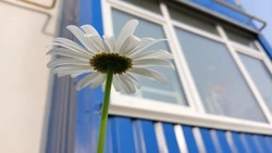 Синоптики прогнозируют солнечную погоду в Сахалинской области 17 июля 