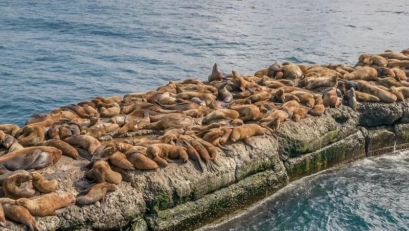 «Такие сардельки хорошенькие»: сивучи прибыли в Невельск