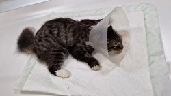 Мужчина выкинул кошку с третьего этажа в Поронайске