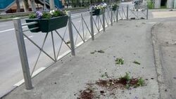 Украли и наследили. Неизвестные вырвали цветы из горшков в центре Южно-Сахалинска