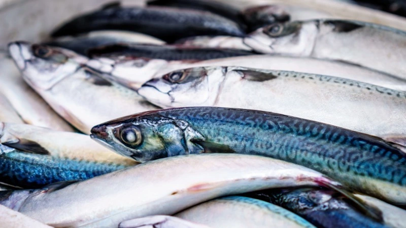 Рыбаки Сахалина добыли за неделю почти 15 тысяч тонн минтая