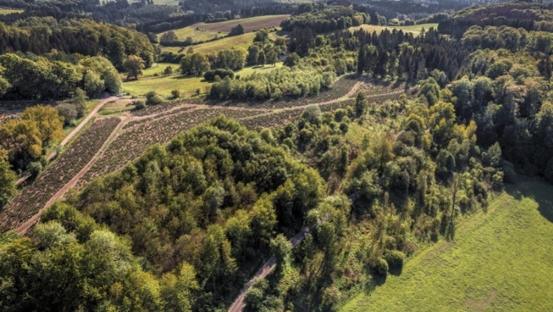 Сахалинская область стала лидером по предоставлению лесных участков в безвозмездное пользование