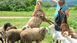 Ферму с овцами построят сахалинцы на «дальневосточном гектаре»