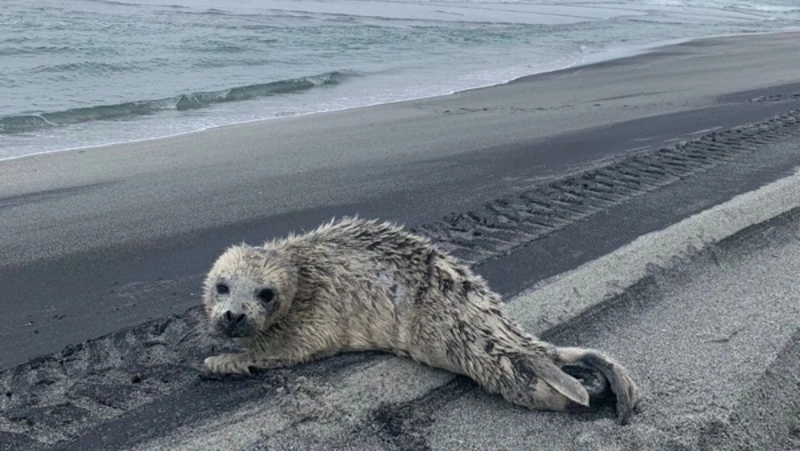 Фотофакт: на Курилах встретили растерянного белька нерпы