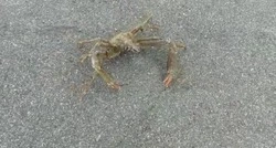 «Будто в душу смотрит»: странного краба встретили жители Курил