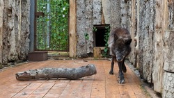 Самую старую волчицу показали в зоопарке Южно-Сахалинска