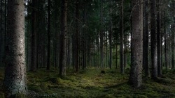 Детская шалость грозит штрафом для родителей «потерявшейся» в лесу девочки из Южно-Сахалинска